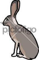 Hare