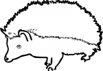 Hedgehog freehand drawings
