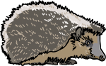 Hedgehog freehand drawings