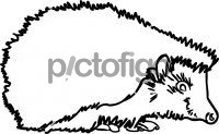 HedgehogFreehand Image