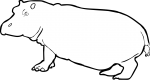 Hippopotamus