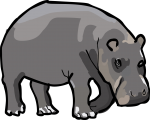 Hippopotamus