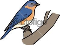 Eastern BluebirdFreehand Image