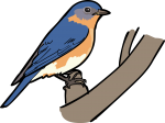 Eastern Bluebird