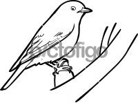 Eastern BluebirdFreehand Image