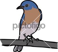 Eastern Bluebird