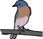 Eastern Bluebird freehand drawings