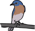 Eastern Bluebird