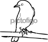 Eastern BluebirdFreehand Image