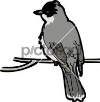 Eastern KingbirdFreehand Image