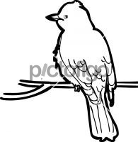 Eastern KingbirdFreehand Image