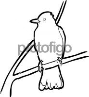 Eastern KingbirdFreehand Image