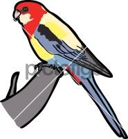 Eastern Rosella