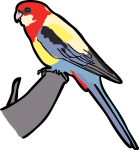 Eastern Rosella freehand drawings