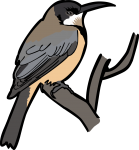 Eastern Spinebill