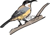 Eastern SpinebillFreehand Image