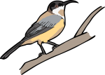 Eastern Spinebill