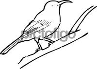 Eastern SpinebillFreehand Image