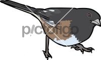 Eastern TowheeFreehand Image