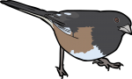 Eastern Towhee