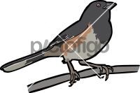 Eastern TowheeFreehand Image