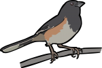 Eastern Towhee