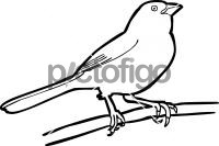 Eastern TowheeFreehand Image