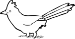 Eastern Whipbird