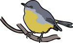 Eastern Yellow Robin freehand drawings