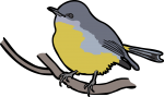 Eastern Yellow Robin