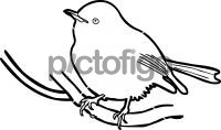 Eastern Yellow RobinFreehand Image