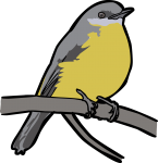 Eastern Yellow Robin freehand drawings