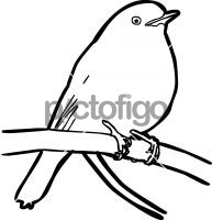 Eastern Yellow RobinFreehand Image