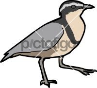 Egyptian Plover