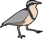 Egyptian Plover