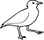 Egyptian Plover freehand drawings