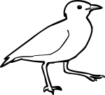 Egyptian Plover