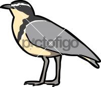 Egyptian Plover