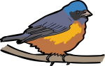 Elegant Euphonia freehand drawings