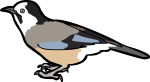 Eurasian Jay