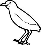 Fairy Pitta freehand drawings