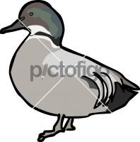 Falcated Duck