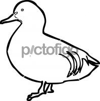 Falcated DuckFreehand Image