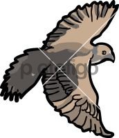 FalconFreehand Image