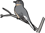 Fan Tailed Cuckoo