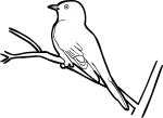 Fan Tailed Cuckoo