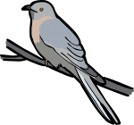 Fan Tailed Cuckoo