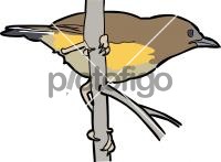 Fan Tailed Warbler