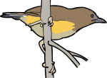 Fan Tailed Warbler