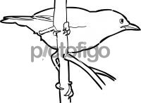 Fan Tailed WarblerFreehand Image